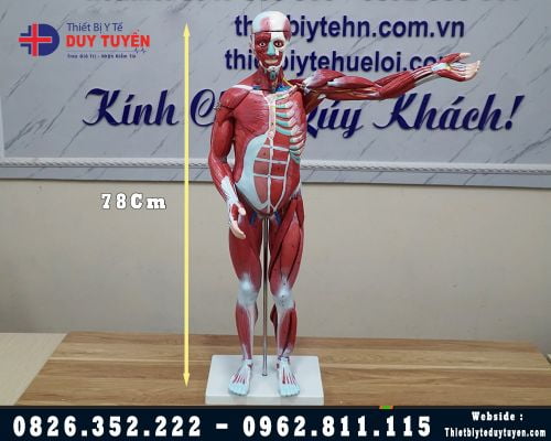 Hình Nền Mô Hình Cơ Bắp Chi Trên Của Con Người 3d Tải Về Miễn Phí Hình ảnh  cơ 3d tế bào cơ musculo Sáng Tạo Từ Lovepik