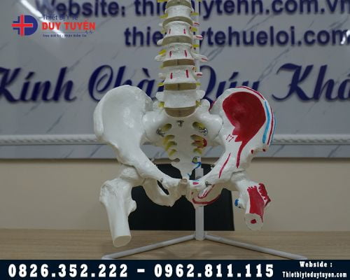 Mô hình giải phẫu xương cột sống 83cm