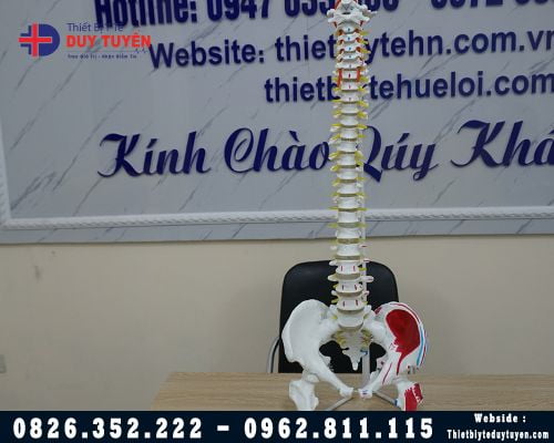 Mô hình giải phẫu xương cột sống 83cm