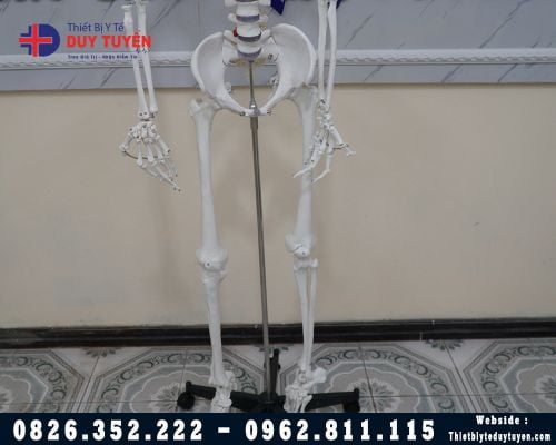 Mô hình giải phẫu toàn bộ hê xương người 170Cm