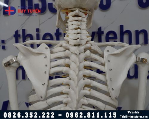 Mô hình giải phẫu toàn bộ hê xương người 180Cm
