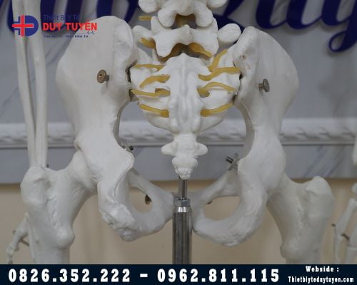 Mô hình giải phẫu toàn bộ hê xương người 180Cm