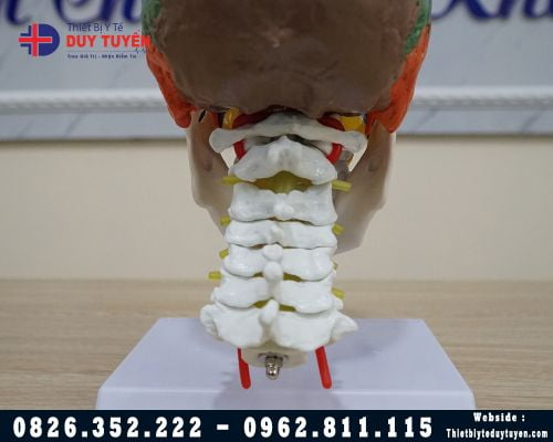 Mô hình giải phẫu xương đầu mặt cổ