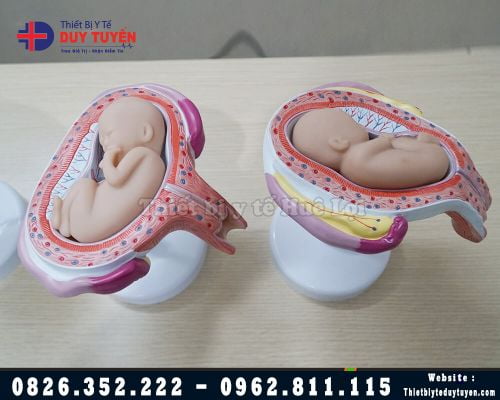  Mô hình thai nhi từ 1 đến 9 tháng