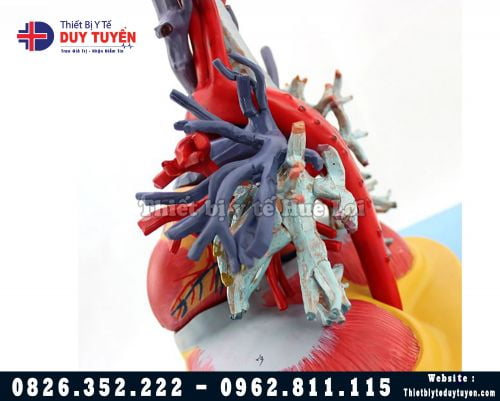 Mô hình động mạch chủ tĩnh mạch chủ và tim