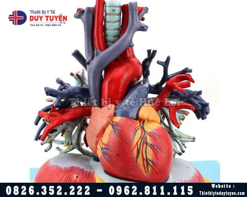 Mô hình động mạch chủ tĩnh mạch chủ và tim
