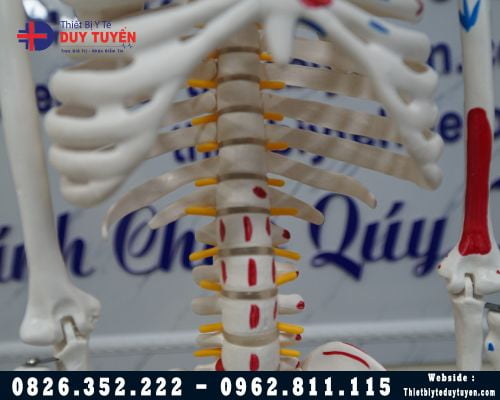 Mô hình hệ xương người cao 85Cm