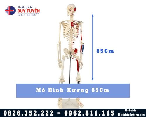 Mô hình hệ xương người cao 85Cm