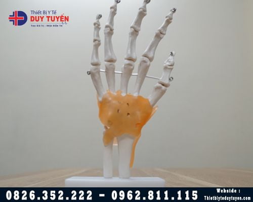 Mô hình giải phẫu xương bàn tay và dây chằng quanh khớp