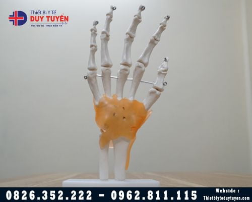 Mô hình giải phẫu xương bàn tay và dây chằng quanh khớp