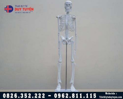 Mô hình xương người để bàn 45cm