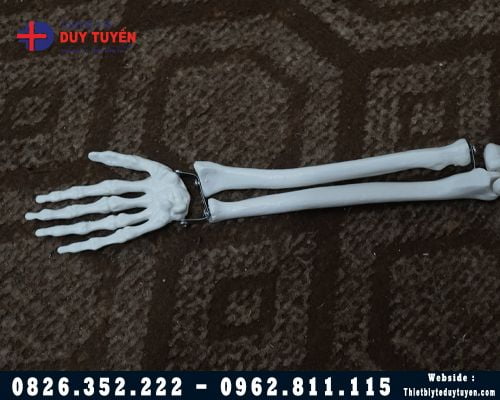 Mô hình xương người 85Cm