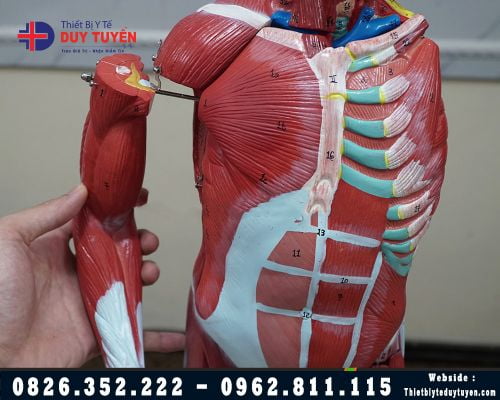 Mô hình cơ và nội tạng bóc tách