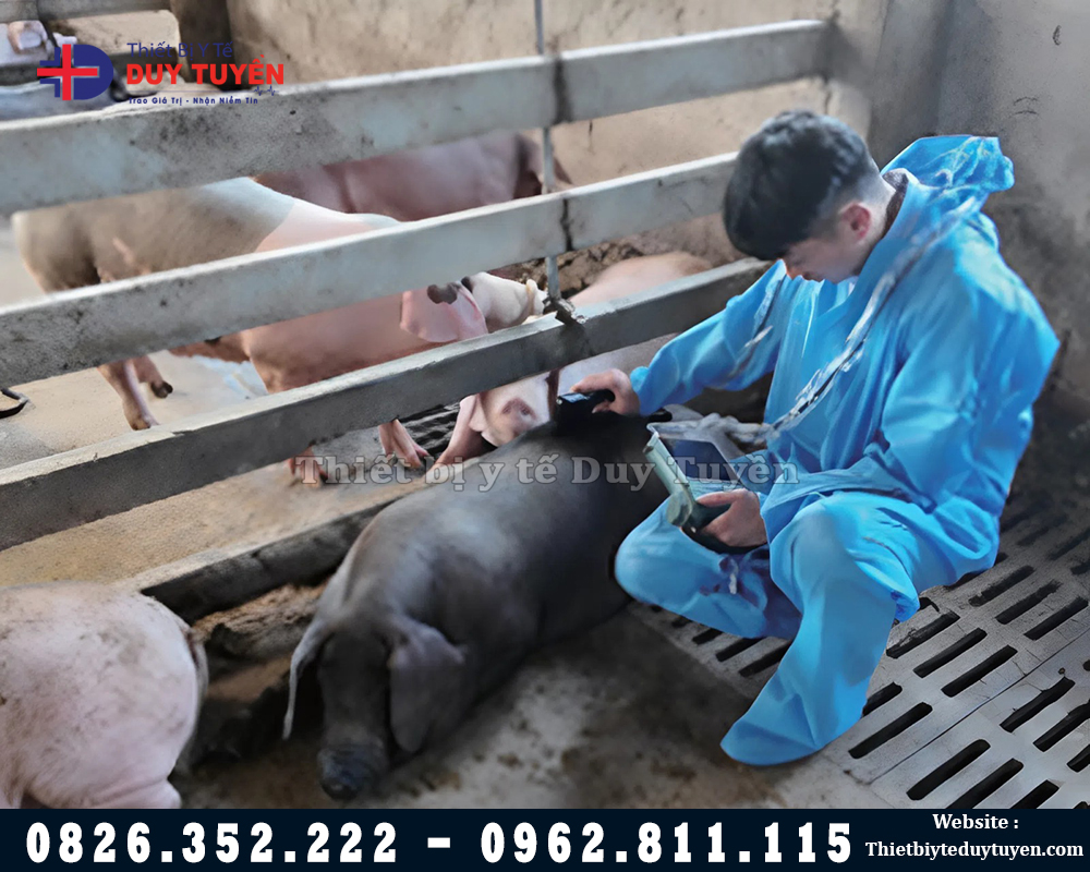 siêu âm thai cho heo