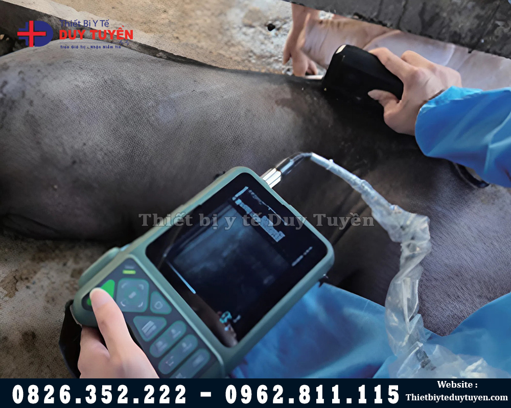 thao tác siêu âm thai heo