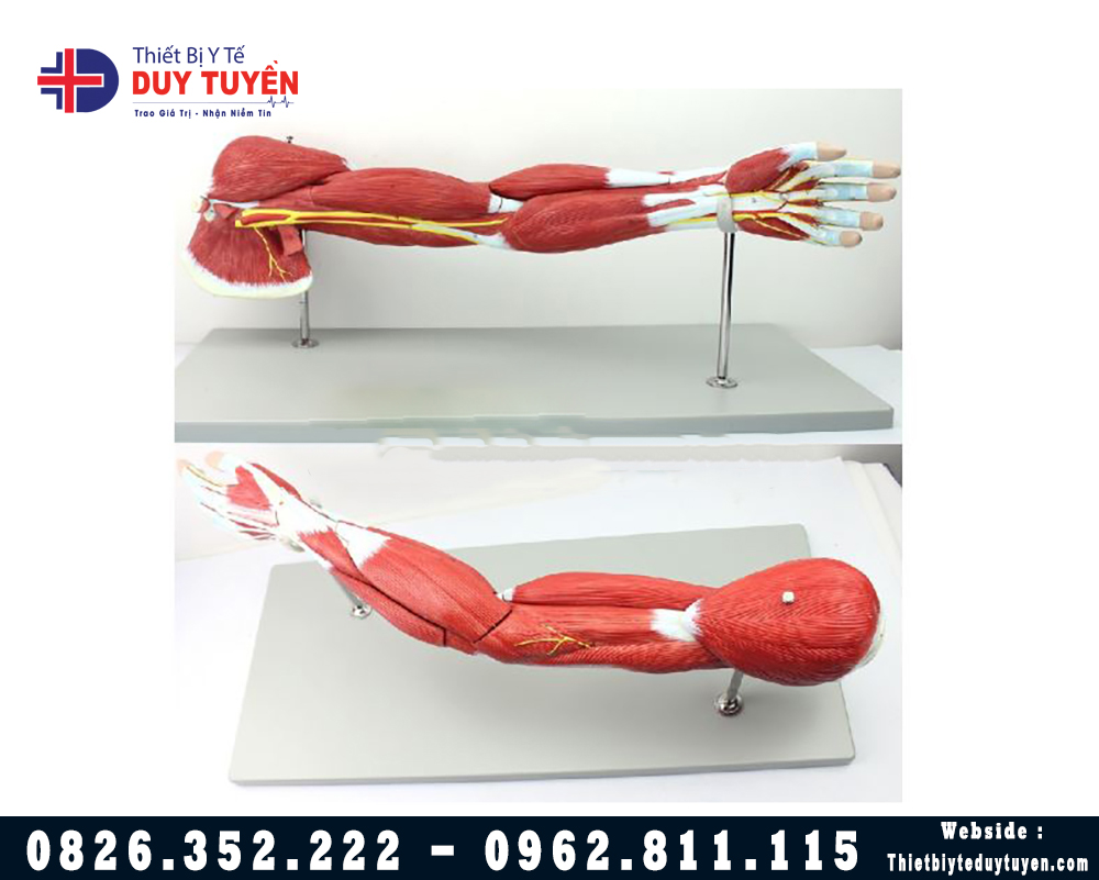 mô hình hệ cơ cánh tay