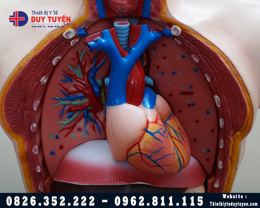 mô hình giải phẫu tim