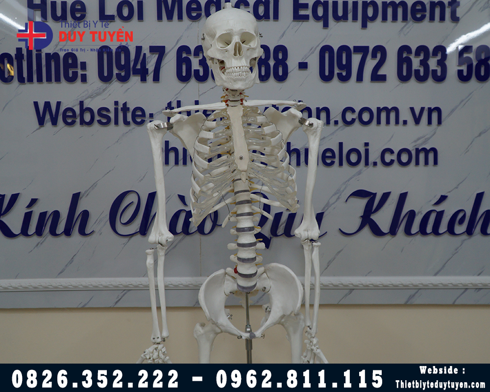 mô hình xương người