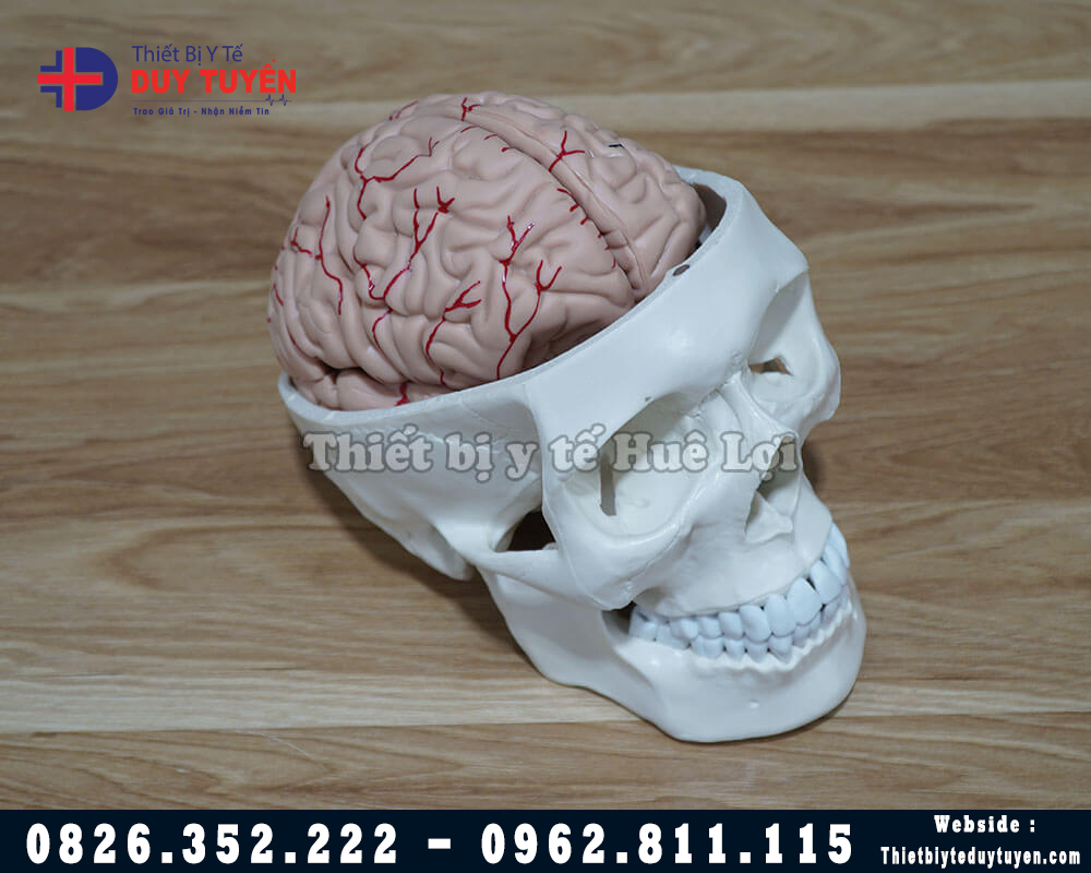 mô hình sọ não ngừo