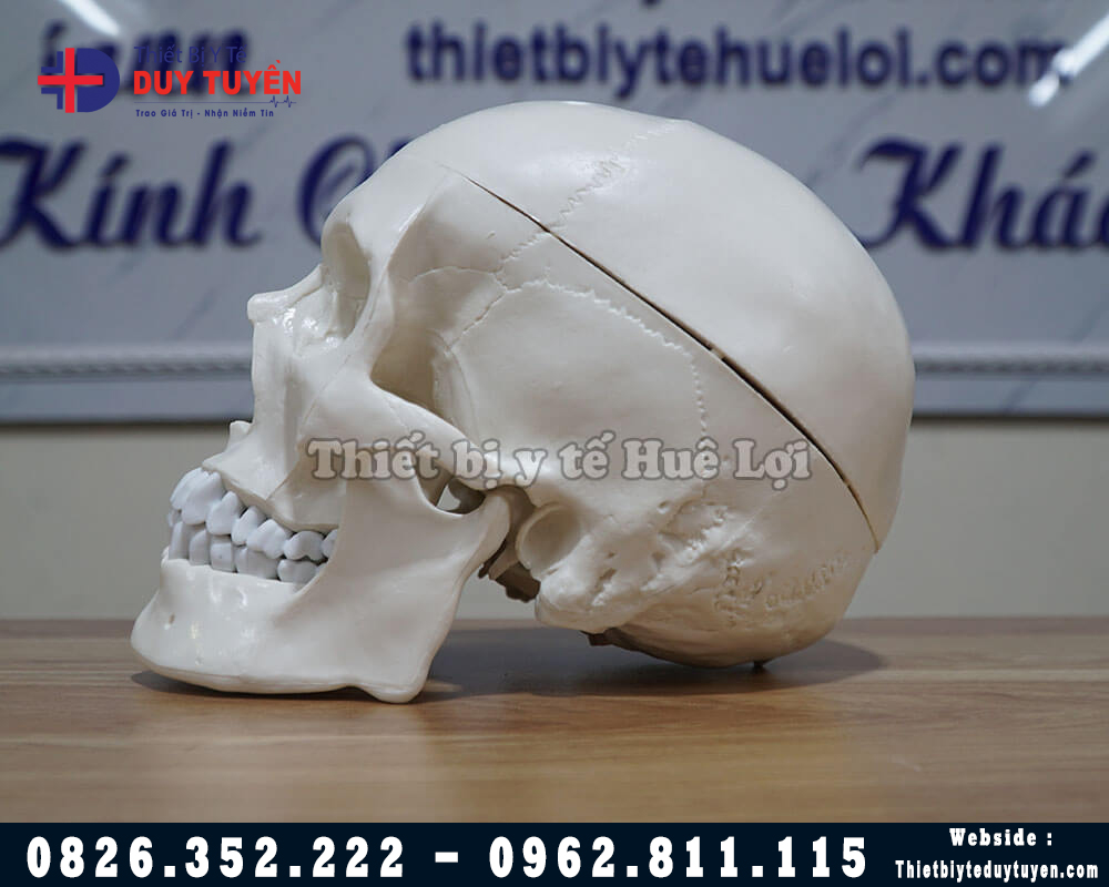 mô hình xương hộp sọ