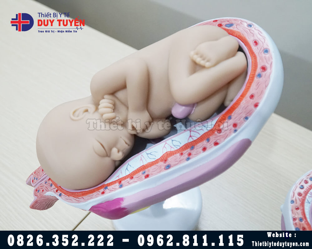 mô hình thai nhi