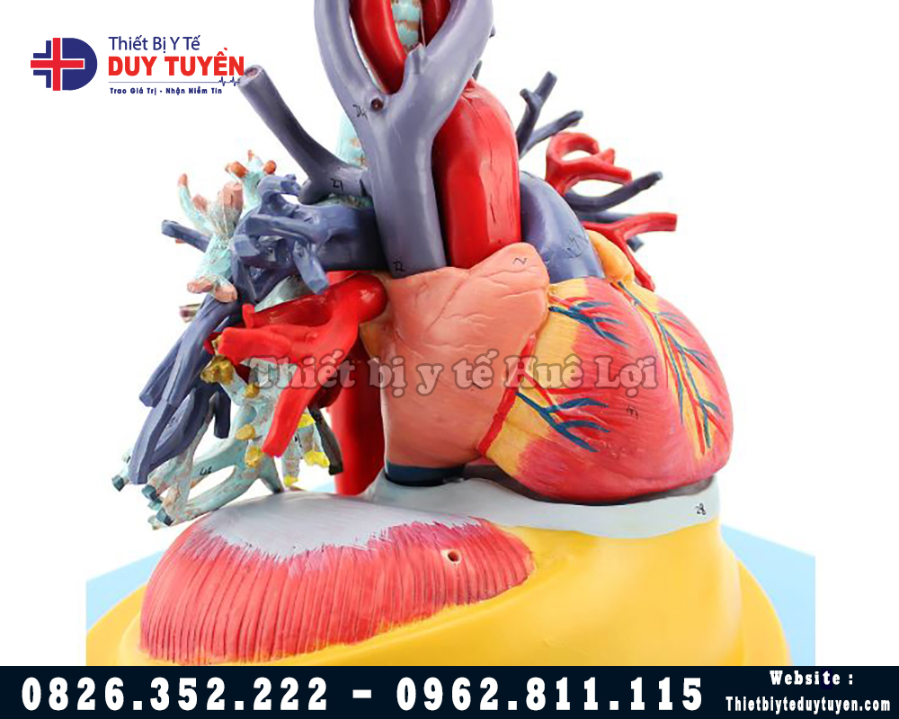 mô hình động mạch và tim