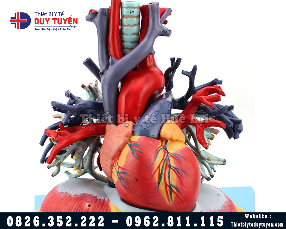 mô hình mạch máu từ tim