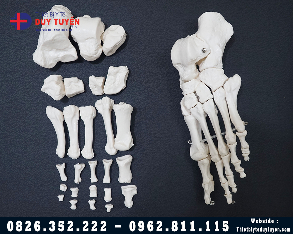 mô hình xương bàn chân tách rời
