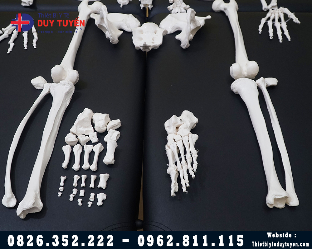 mô hình xương từng mảnh
