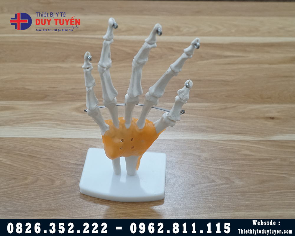 mô hình giải phẫu bàn tay
