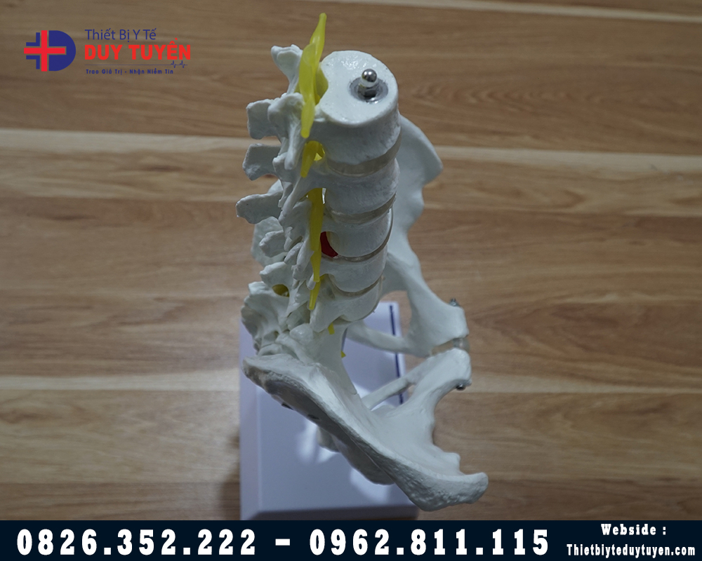 mô hình xương cột sống