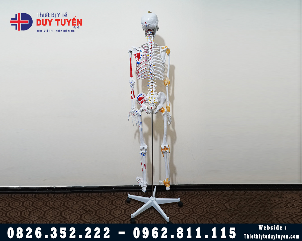 mô hình hệ xương người 170cm