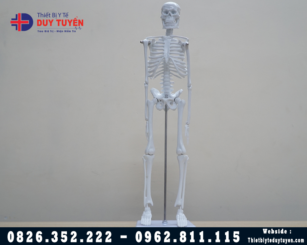 mô hình giải phẫu xương người để bàn