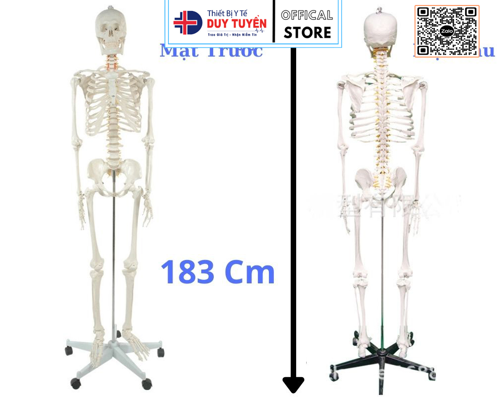 mô hình xương người cao 180cm