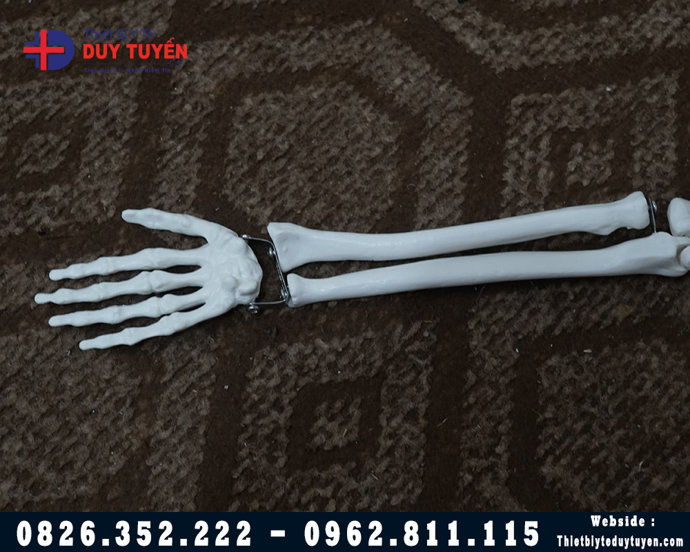 mô hình xương cánh tay