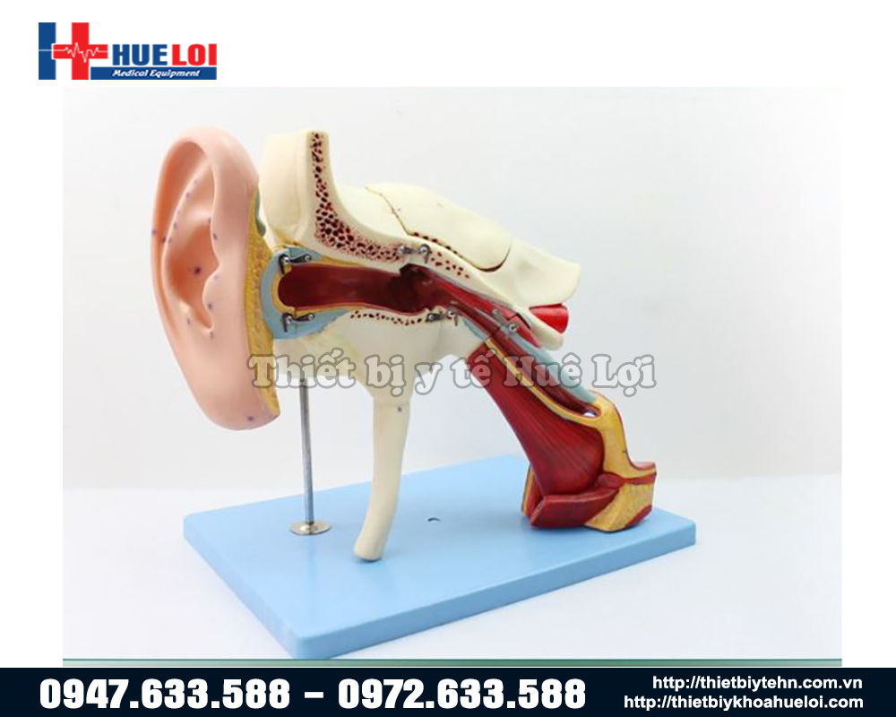 mô hình giải phẫu tai chi tiết