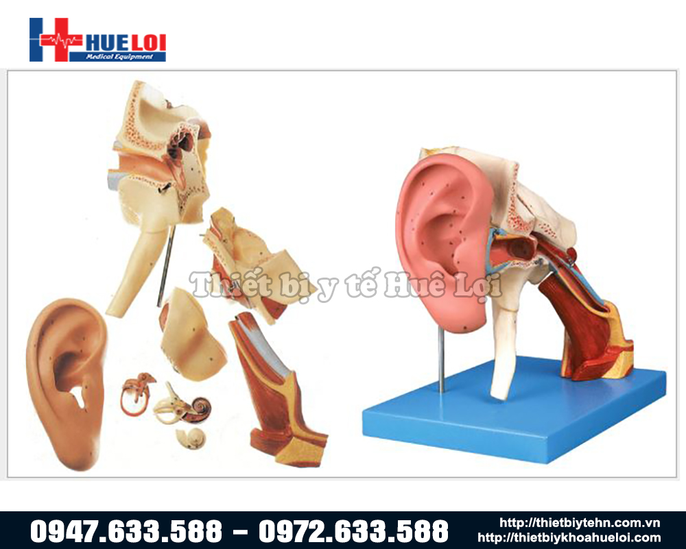 mô hình giải phẫu tai