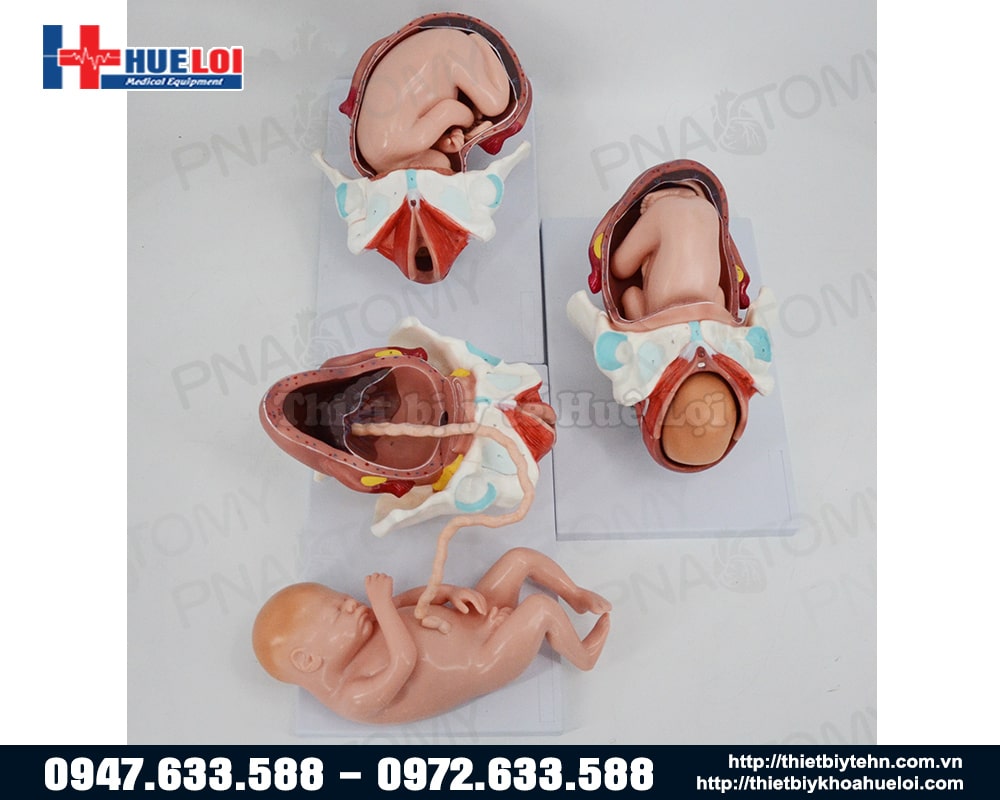 Mô hình ngôi thai và các giai đoạn của quá trình chuyển dạ