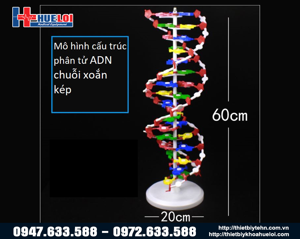 Mo-hinh-DNA